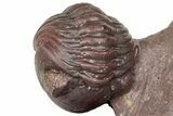Enrolled Red Austerops Trilobite - Hmar Laghdad, Morocco #322506-2